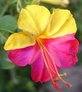 Mirabilis Jalapa (Nachtschone)