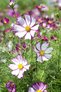 Cosmos / Cosmea
