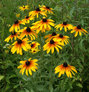 Rudbeckia