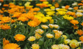 Goudsbloem / Calendula Officinalis