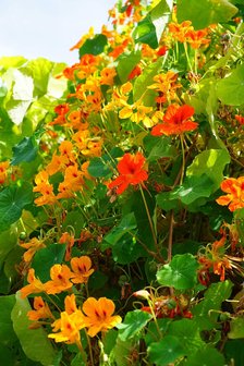 Oost Indische Kers - Tropaeolum BIO