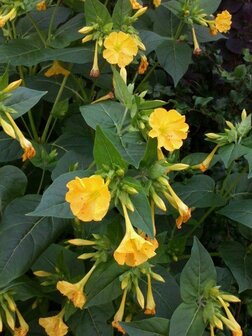 Nachtschone /Mirabilis Jalapa mix