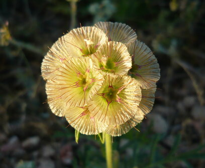 Speldenkussen - Scabiosa Stellata