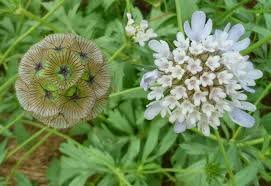 Speldenkussen - Scabiosa Stellata