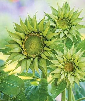 Zonnebloem -Sun-fill&reg; Green-