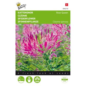 Cleome, Kattensnor -Rose Queen-