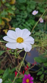 Cosmos, Cosmea Sensation