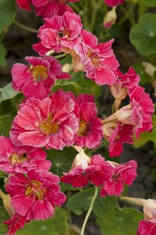 Tropaeolum minus Jewel Cherry Rose