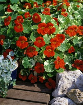 Tropaeolum minus Empress of India