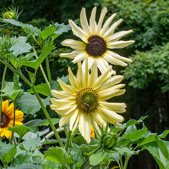 Helianthus debilis Italian White