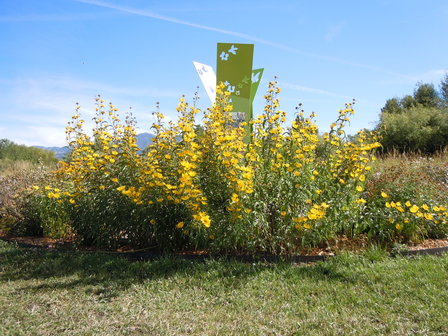 Helianthus Maximiliani  