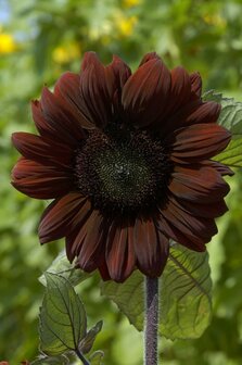 Zonnebloem -Black Claret-