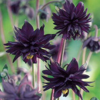  Aquilegia vulgaris / Akelei -Black Barlow-