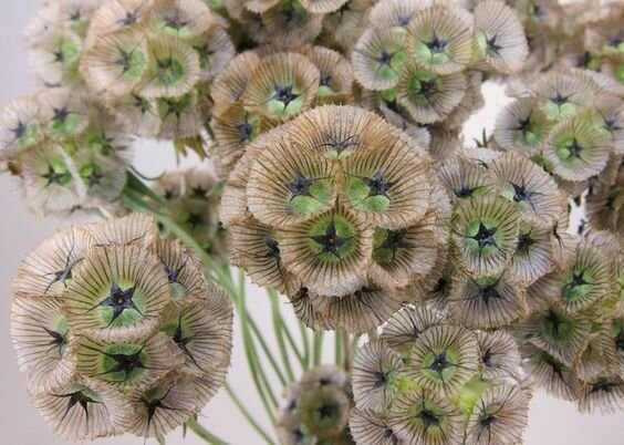 Speldenkussen - Scabiosa Stellata