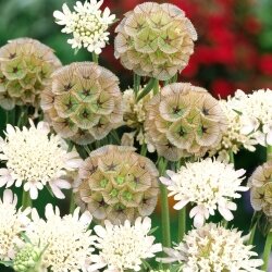 Speldenkussen - Scabiosa Stellata