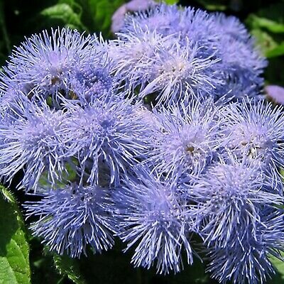 Ageratum, Leverbalsem Blue Mink