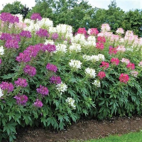 Cleome, Kattensnor -Rose Queen-