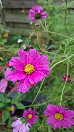 Cosmos, Cosmea Sensation