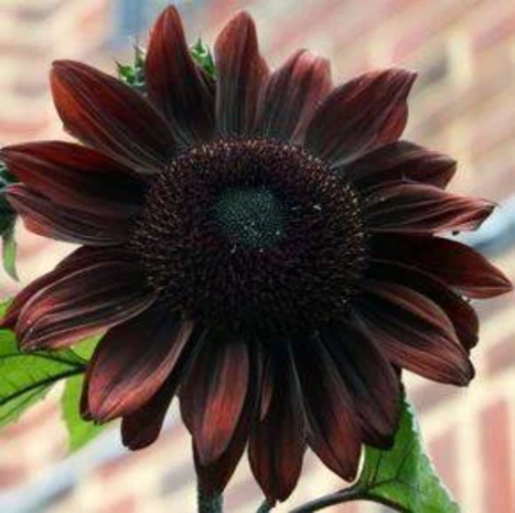 Zonnebloem -Black Claret-