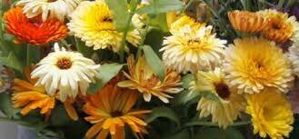 Goudsbloem-Calendula-Officinalis