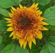 Zonnebloem -Astra Brown-