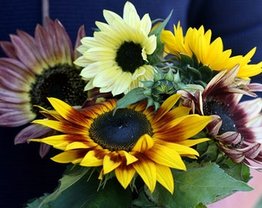 30 soorten zonnebloem zaden