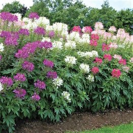 Cleome, Kattensnor -Rose Queen-