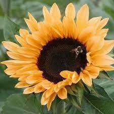  -Procut® zonnebloem pakket-