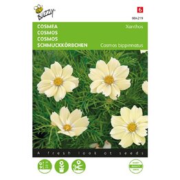 Cosmea Xanthos