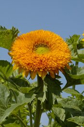 Zonnebloem -Orange Sun- 