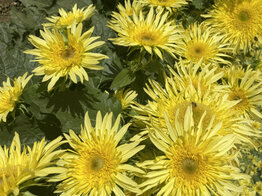 Zonnebloem - Lemon Cutie-