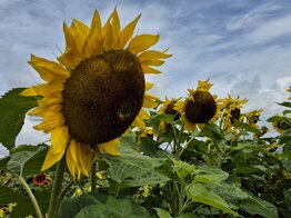 Reuzenzonnebloem -Elite Sun-