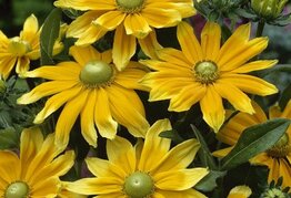 Rudbeckia hirta Prairie Sun