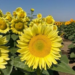 Zonnebloem -Procut® Lemon Lite-