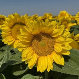 Zonnebloem -Procut® Yellow Lite-