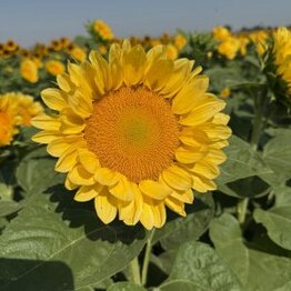 Zonnebloem -Procut® Peach Lite-