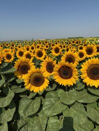 Zonnebloem -Procut® Horizon-