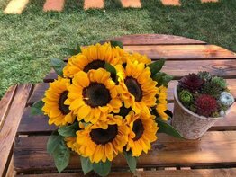 Zonnebloem -Procut® Bravo-