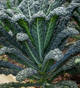Cavolo Nero - Palmkool