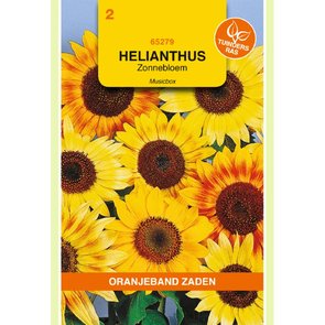 Zonnebloem -Music Box-