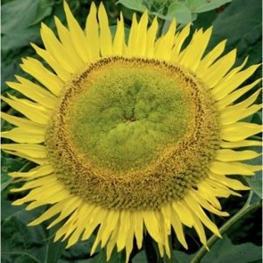 Zonnebloem -Amor Admire-