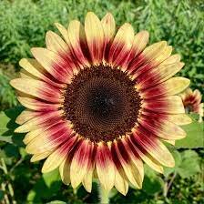 Zonnebloem Procut® Red/Lemon