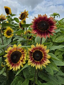 Zonnebloem Desert Sun