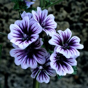 Malva sylvestris Zebrina