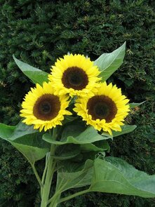 Zonnebloem -Premier Lemon-