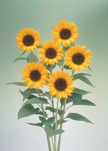 Zonnebloem -Premier Orange-