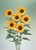Zonnebloem -Premier Orange-