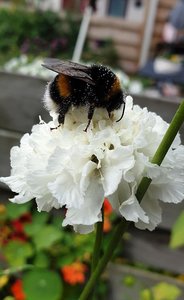 Duifkruid wit - Scabiosa Columbaria