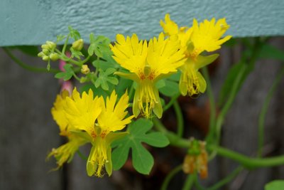 Tropaeolum Peregrinum - Kanariekers