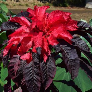 Amaranthus tricolor Early Splendor